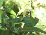 Day 4 - Hummocks - Green Pacific Tree Frog